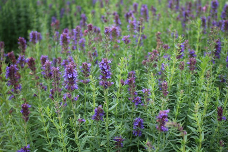 Иссоп лекарственный (Hyssopus officinalis)