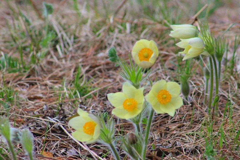 Прострел (сон-трава) колокольчатый Pulsatilla Campanella
