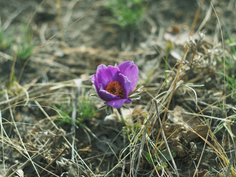 Прострел Луговой (сон-трава).