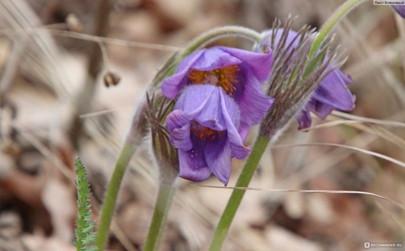 Pulsatilla angustifolia прострел узколистный