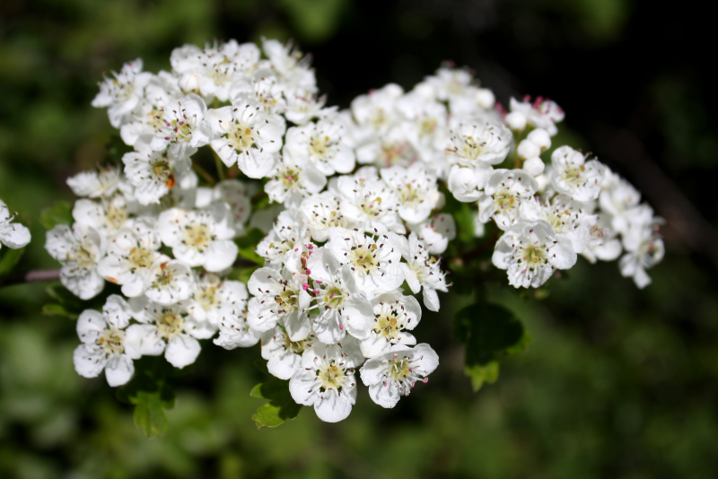 Crataegus monogyna 'variegata'