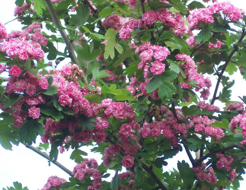 Боярышник сглаженный Crataegus laevigata г