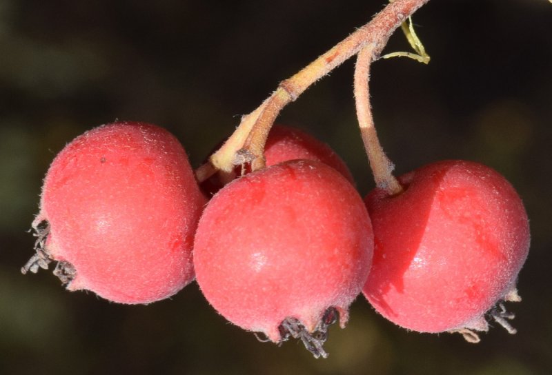 Боярышник Paul's Scarlet