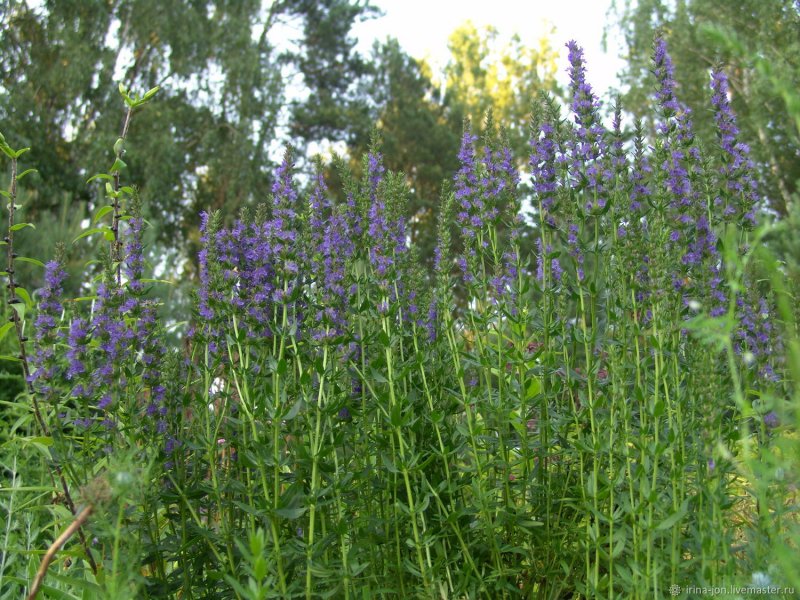 Иссоп лекарственный (Hyssopus officinalis)