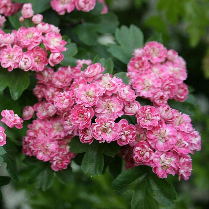Боярышник однопестичный rosea Plena
