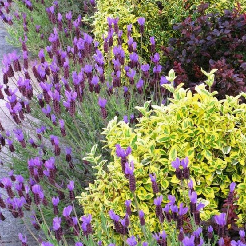Котовник Фассена (Nepeta faassenii)