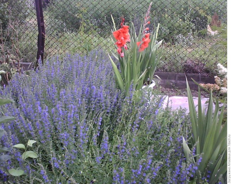 Котовник и иссоп