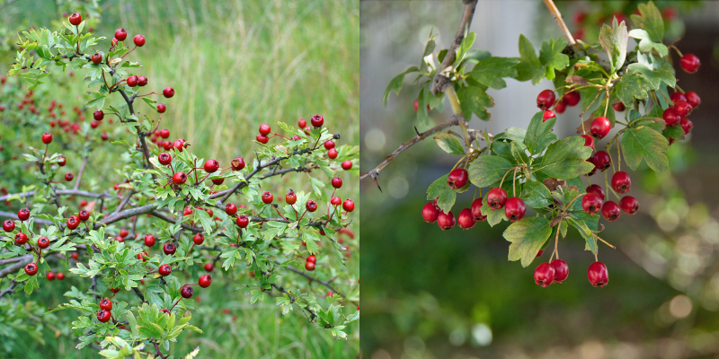 Crataegus oxyacantha