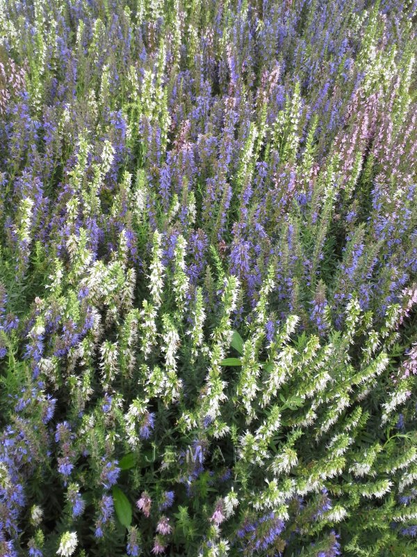 Котовник Six Hills giant