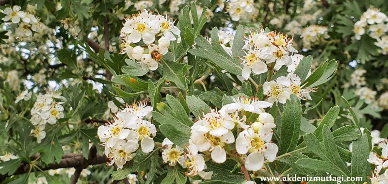 Боярышник Сибирский Crataegus sanguinea