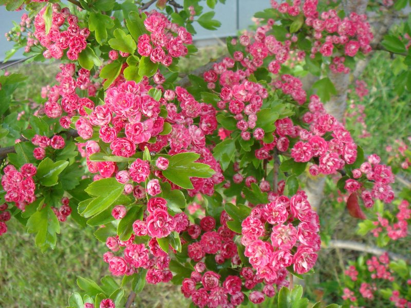 Crataegus (Hawthorn) flowering