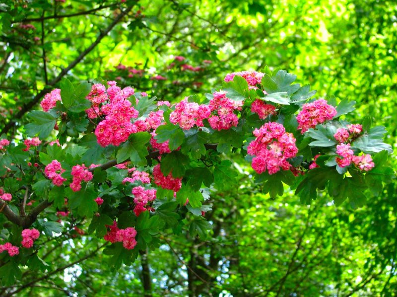 Боярышник обыкновенный Crataegus laevigata