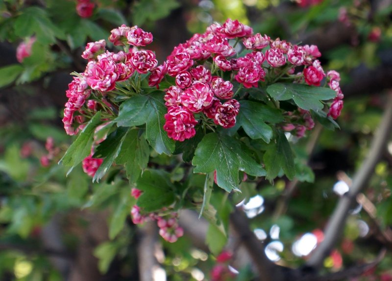 Боярышник кроваво-красный Crataegus sanguinea
