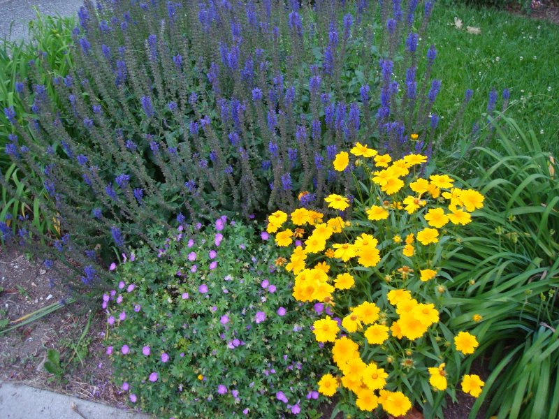 Шалфей Дубравный (Nepeta faassenii)