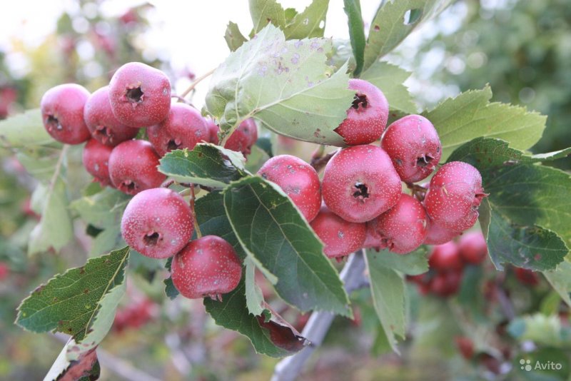 Боярышник сомнительный (Crataegus ambigua)