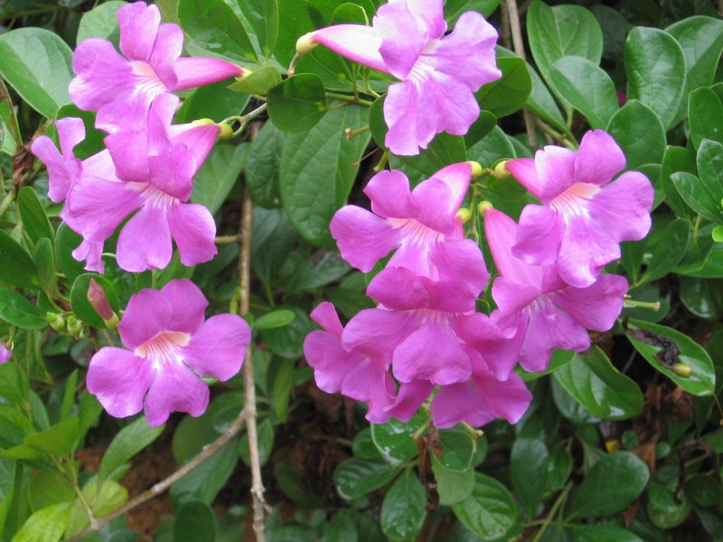 Bignonia radicans