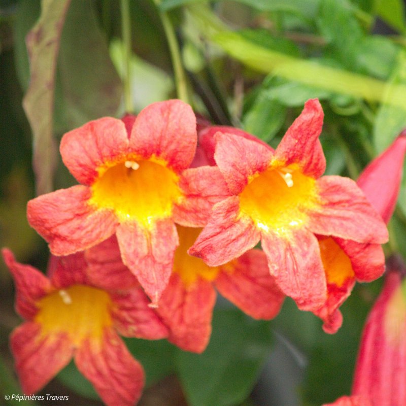 Bignonia capreolata