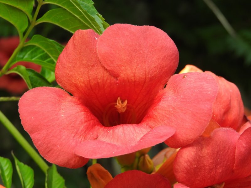 Bignonia crucigera l