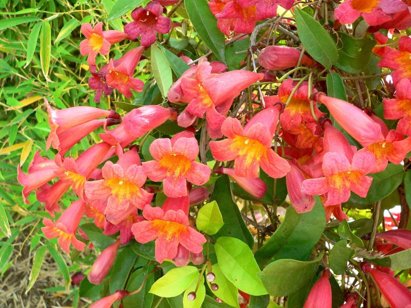 Bignonia capreolata