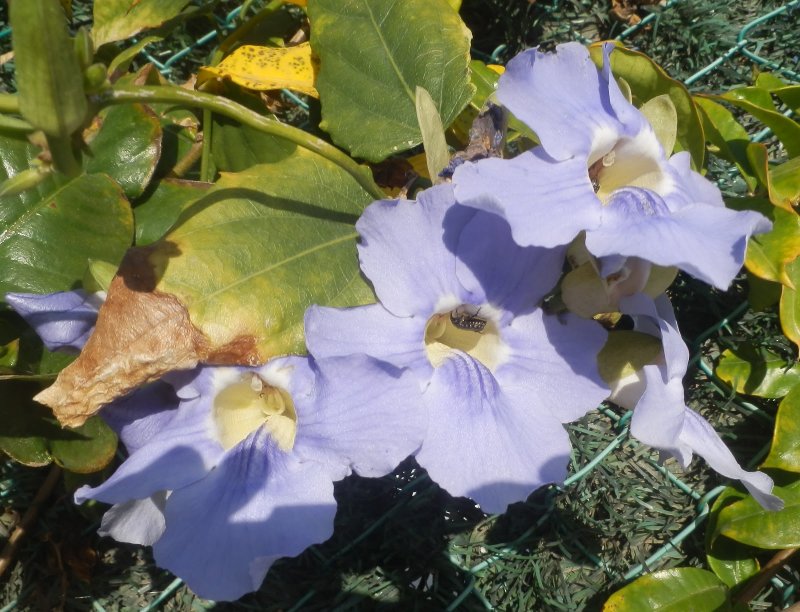 Растение Лиана Bignoniaceae
