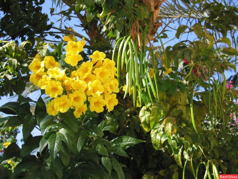 Bignoniaceae genera