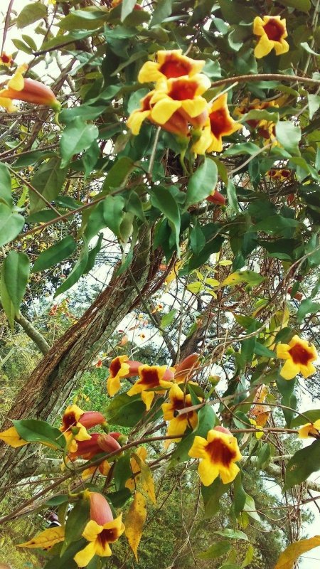 Bignonia callistegioides