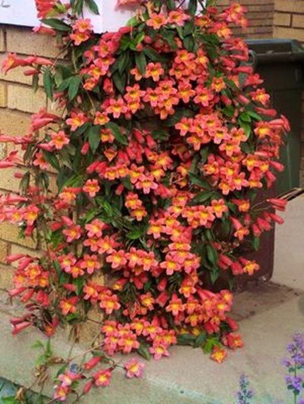 Бигнония капреолята (Bignonia capreolata)