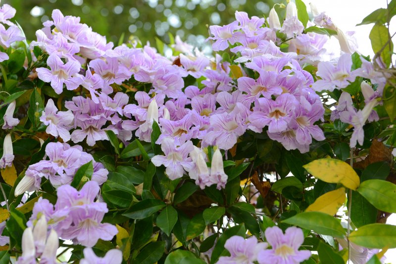 Bignonia callistegioides