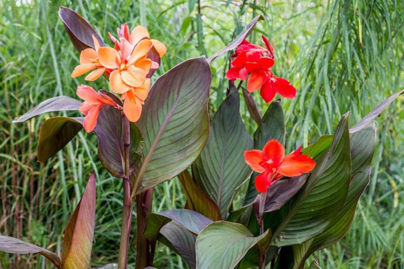 Канна (canna Fiesta) i