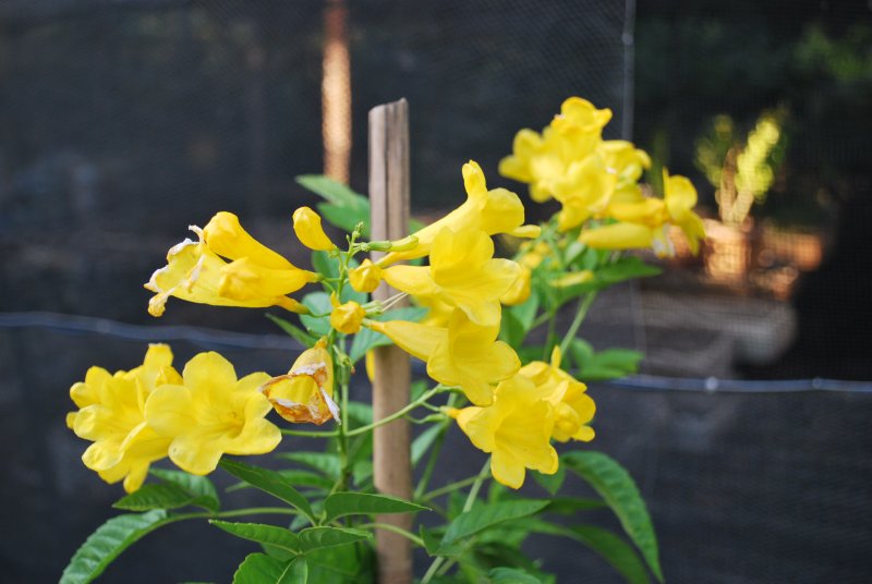 Stemmadenia Yellow