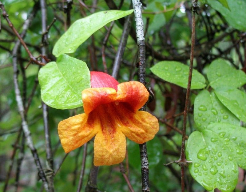 Bignonia capreolata