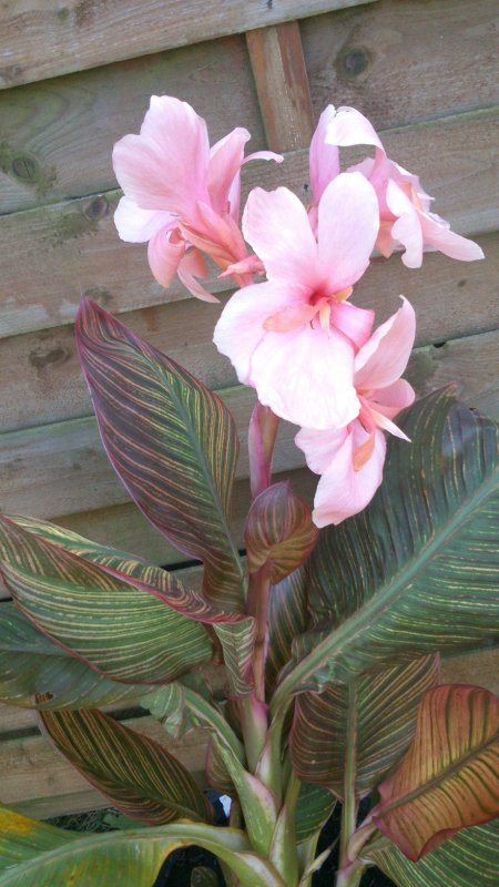 Канна canna Stuttgart