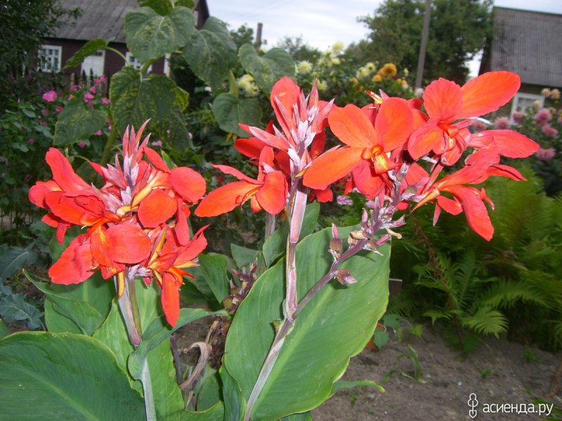Канна орхид