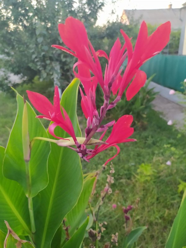 Канна орхид