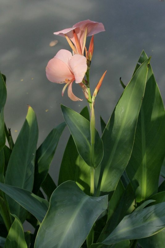 Canna tuerckheimii