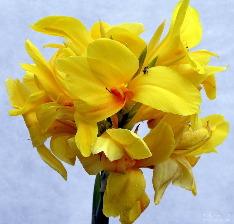 Canna Orange Punch