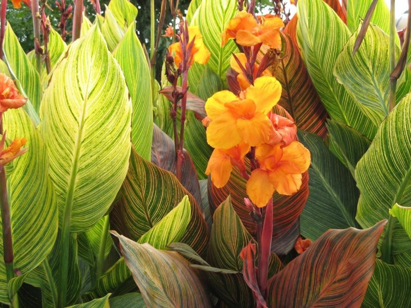 Canna discolor (Канна)