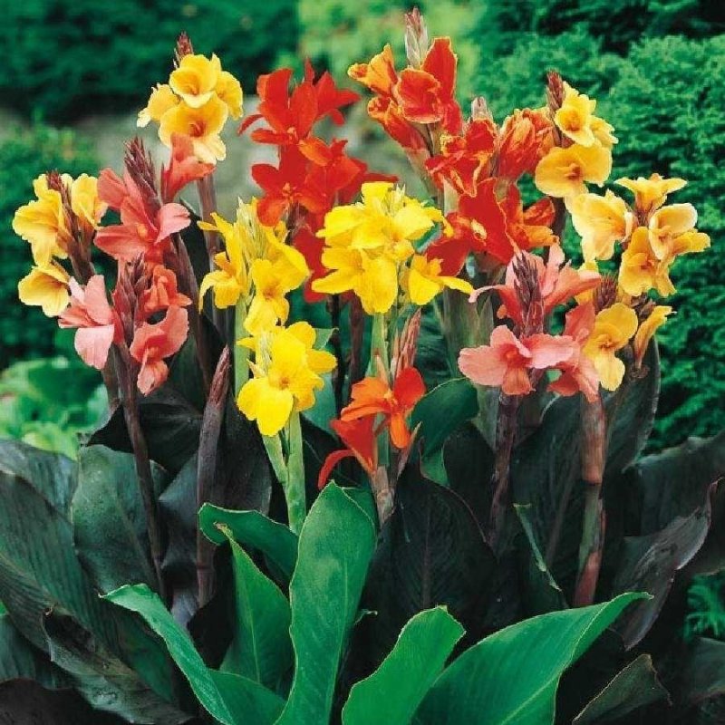 Canna Indica цветок