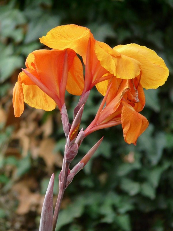 Канна (canna Fiesta) i