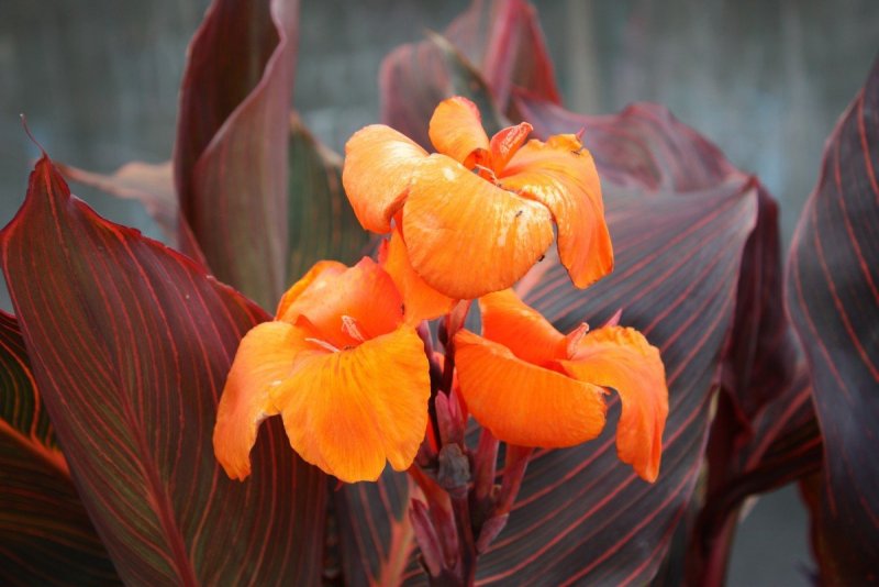Канна canna Indica