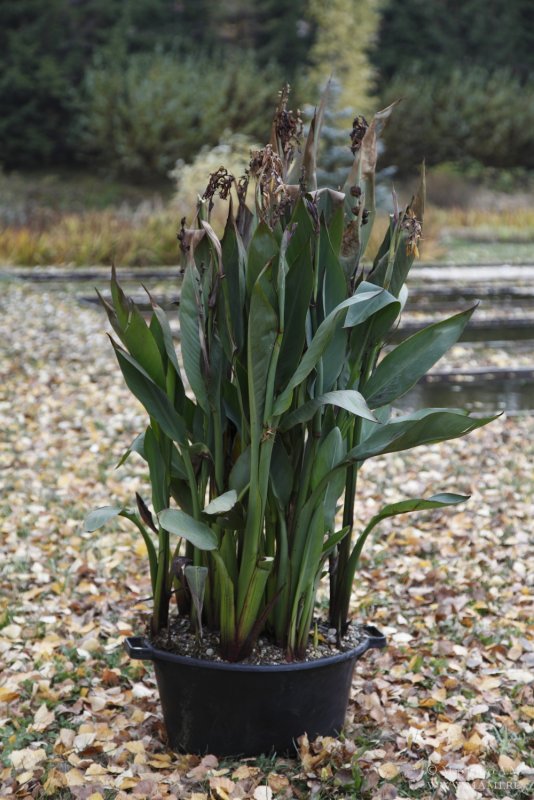 Canna discolor (Канна)