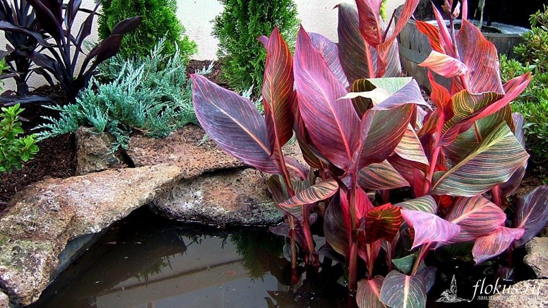 Canna tuerckheimii