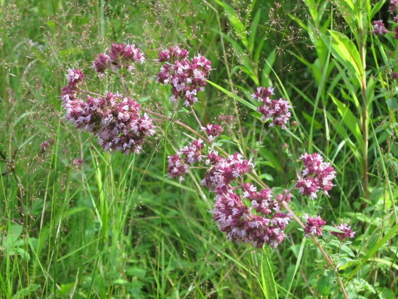 Душица обыкновенная (Origanum vulgare)