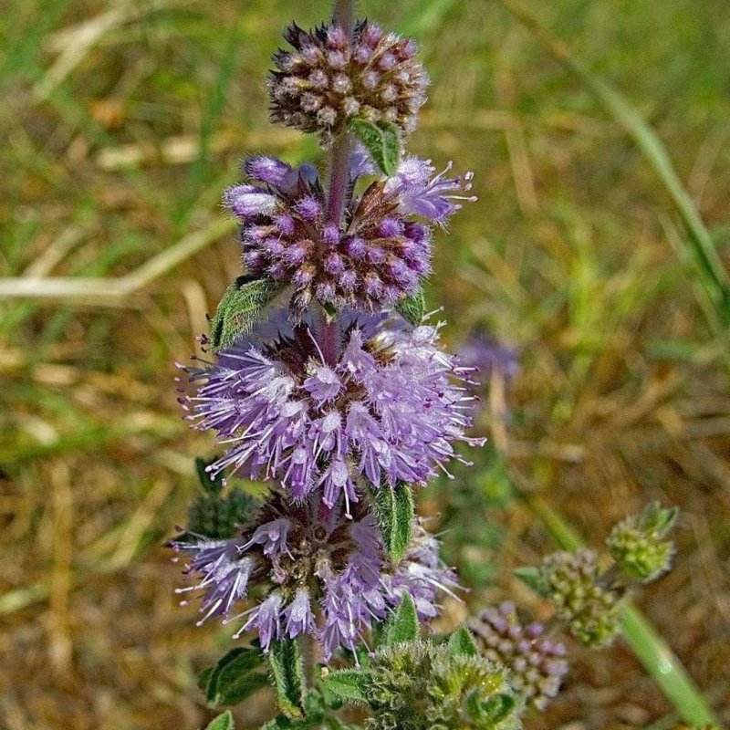 Origanum vulgare l. душица обыкновенная