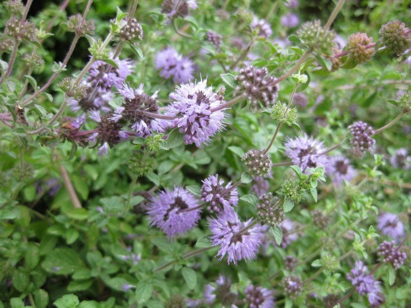 Душица обыкновенная (Origanum vulgare)