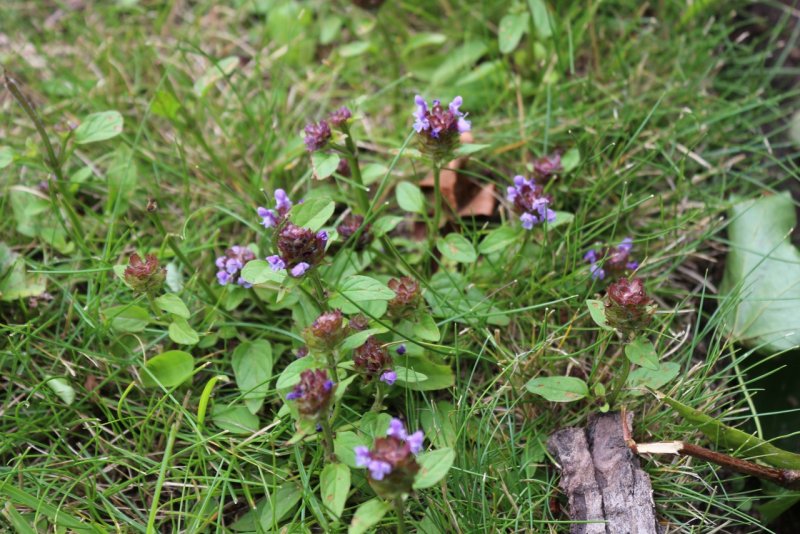 Душица обыкновенная (орегано)
