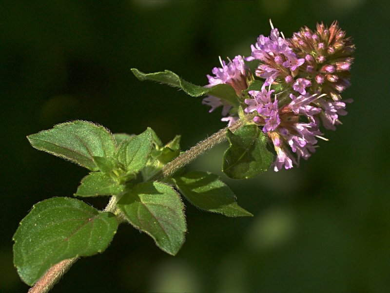 Mentha pulegium