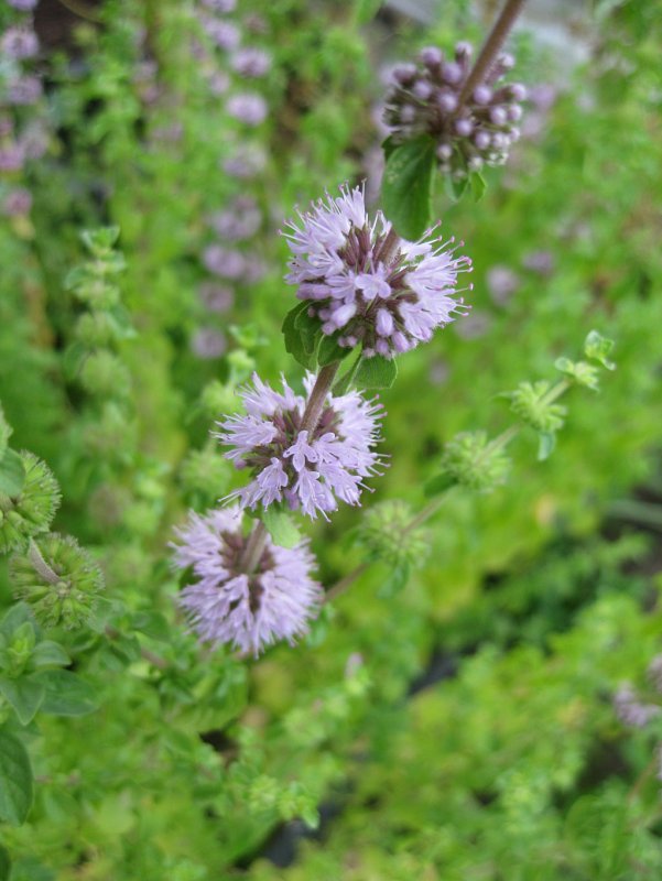 Pulicaria vulgaris
