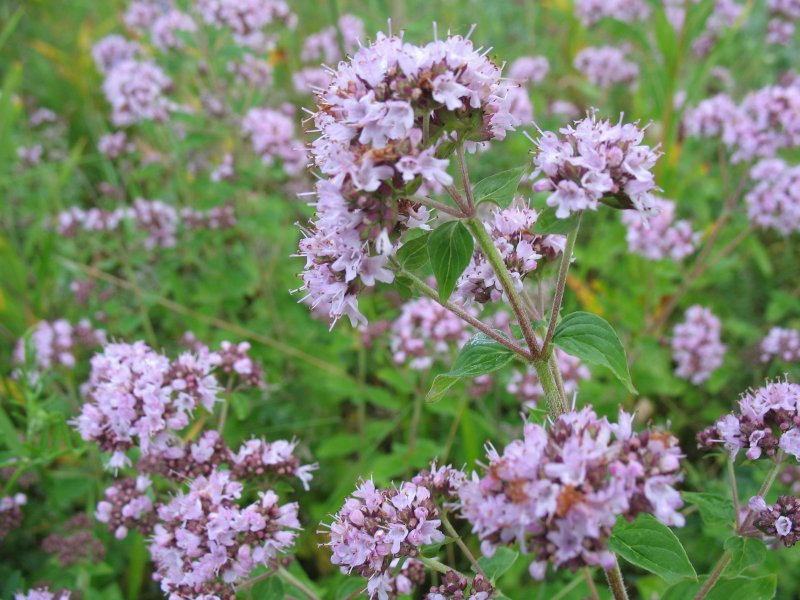 Душица обыкновенная (Origanum vulgare)