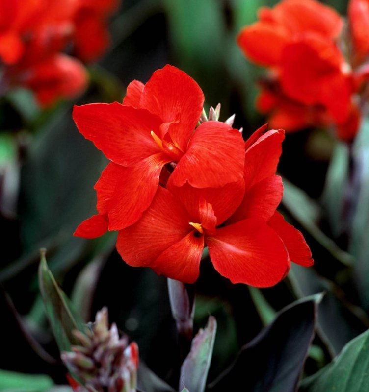 Канна Tropical Bronze Scarlet